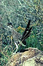 roadrunner